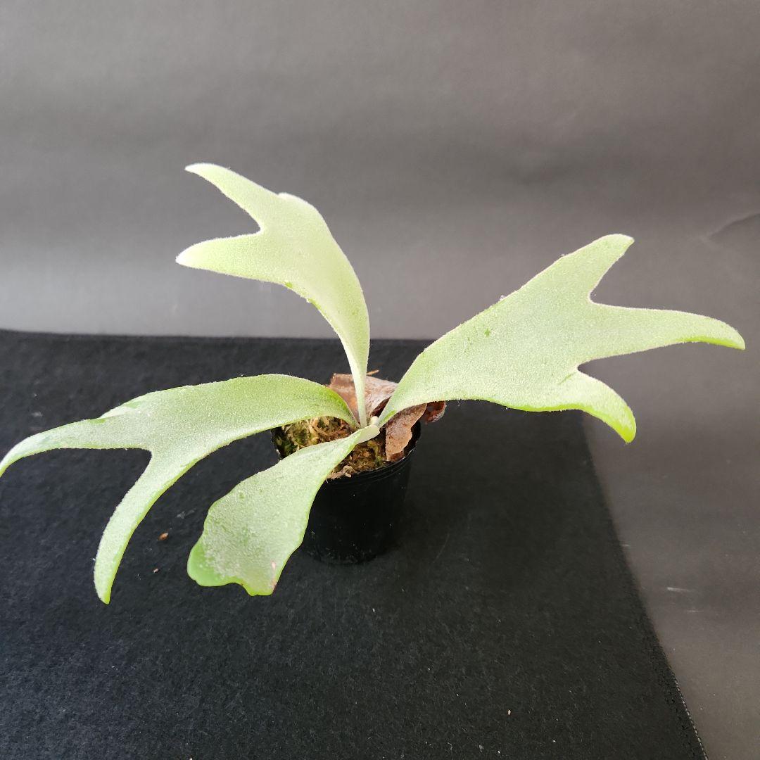 6株セットホワイトギズモ 月光爪哇 サンサイビューテー ベイチー他 ビカクシダ①