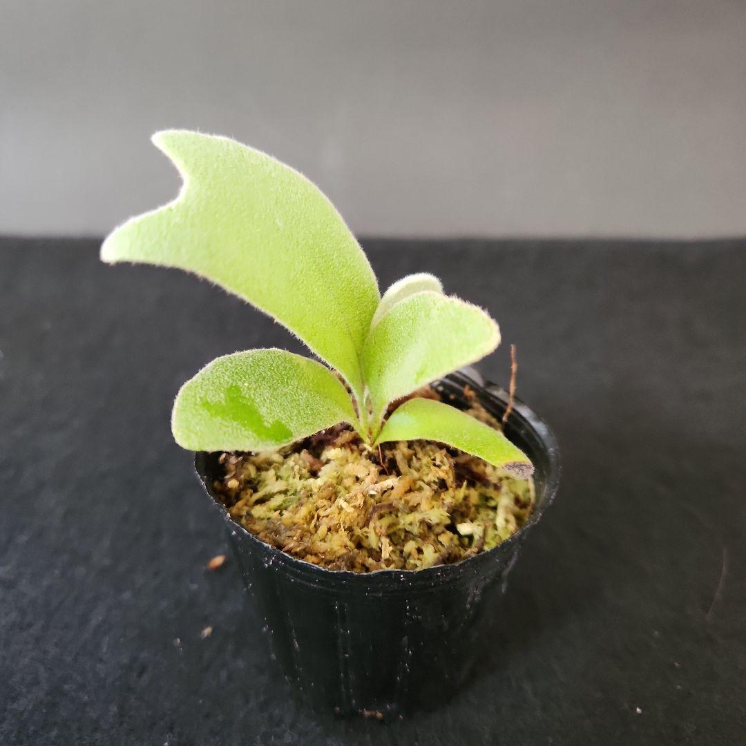 6株セットホワイトギズモ 月光爪哇 サンサイビューテー ベイチー他 ビカクシダ①