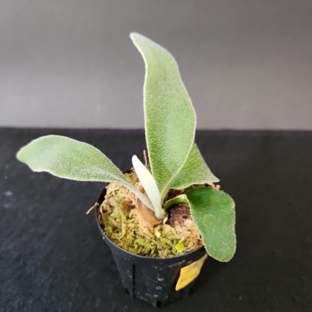 6株セットホワイトギズモ 月光爪哇 サンサイビューテー ベイチー他 ビカクシダ①