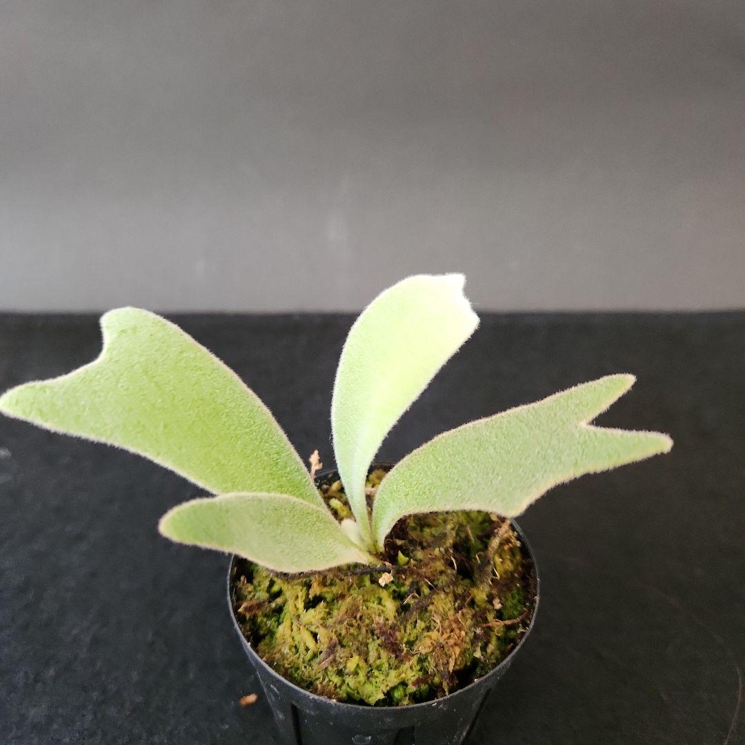 6株セットホワイトギズモ 月光爪哇 サンサイビューテー ベイチー他 ビカクシダ①