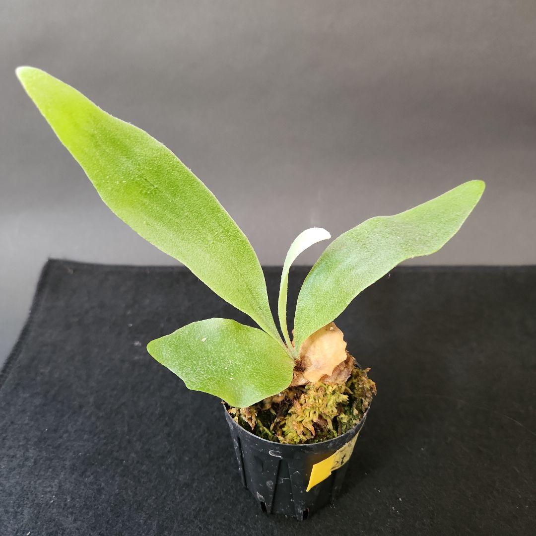 6株セットホワイトギズモ 月光爪哇 サンサイビューテー ベイチー他 ビカクシダ①