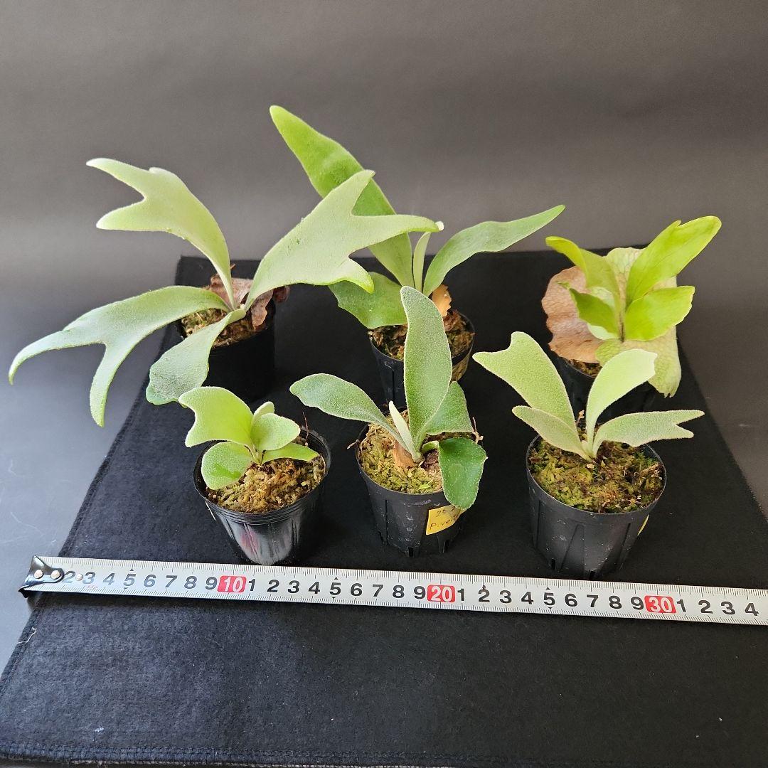 6株セットホワイトギズモ 月光爪哇 サンサイビューテー ベイチー他 ビカクシダ①