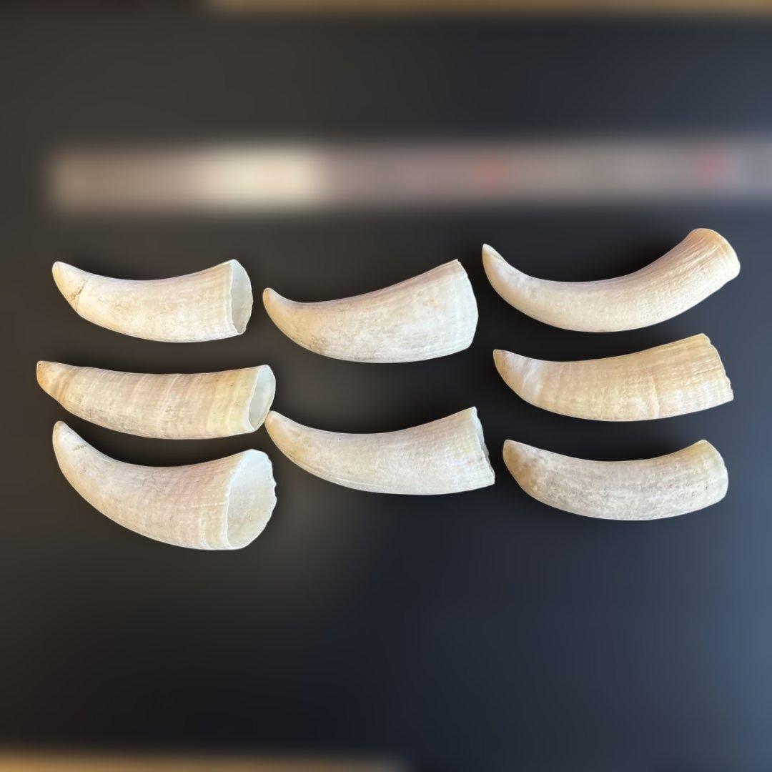 マッコウクジラ　鯨歯