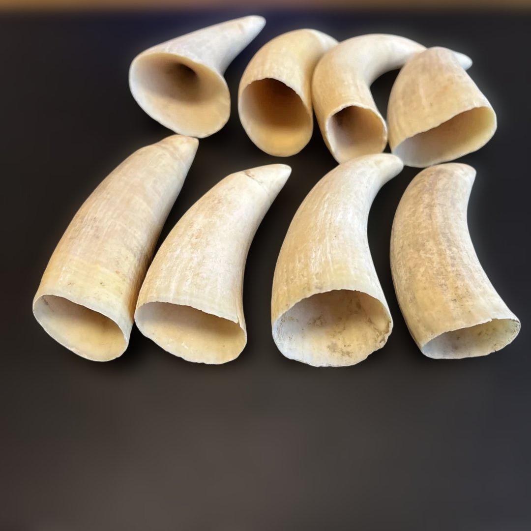 マッコウクジラ　鯨歯