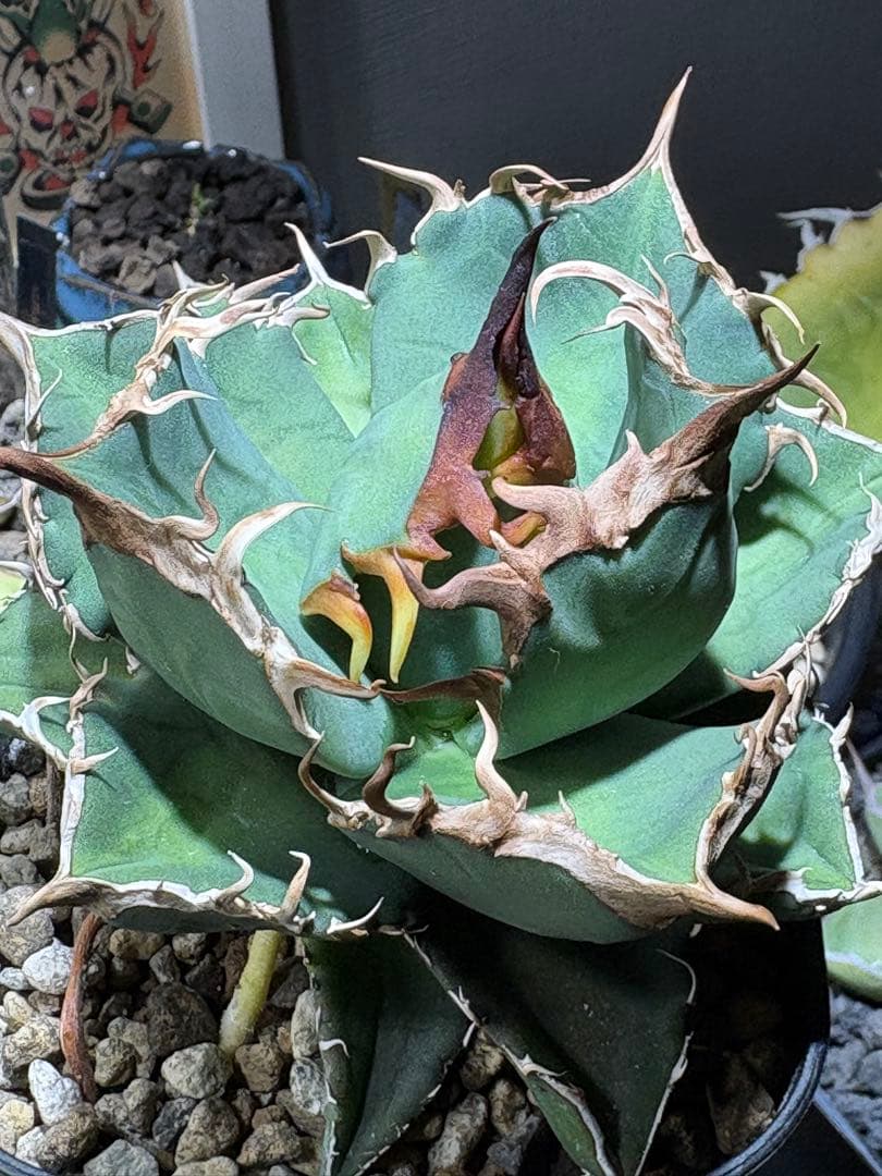 アガベチタノタ　タガベ　オリジナル　中株　狼牙