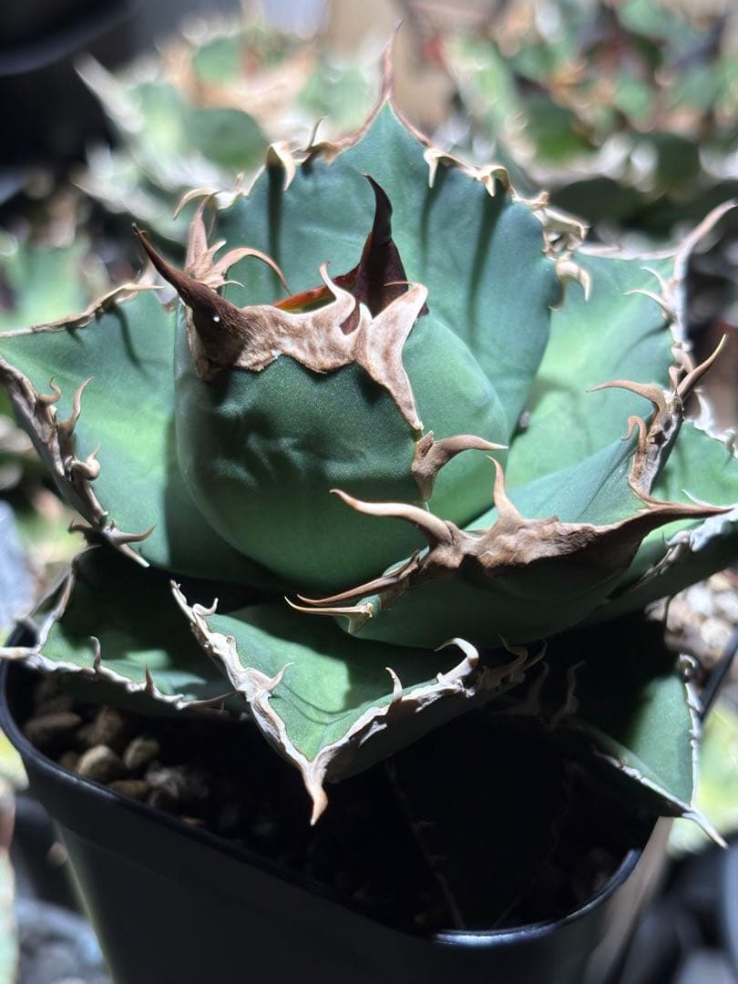 アガベチタノタ　タガベ　オリジナル　中株　狼牙