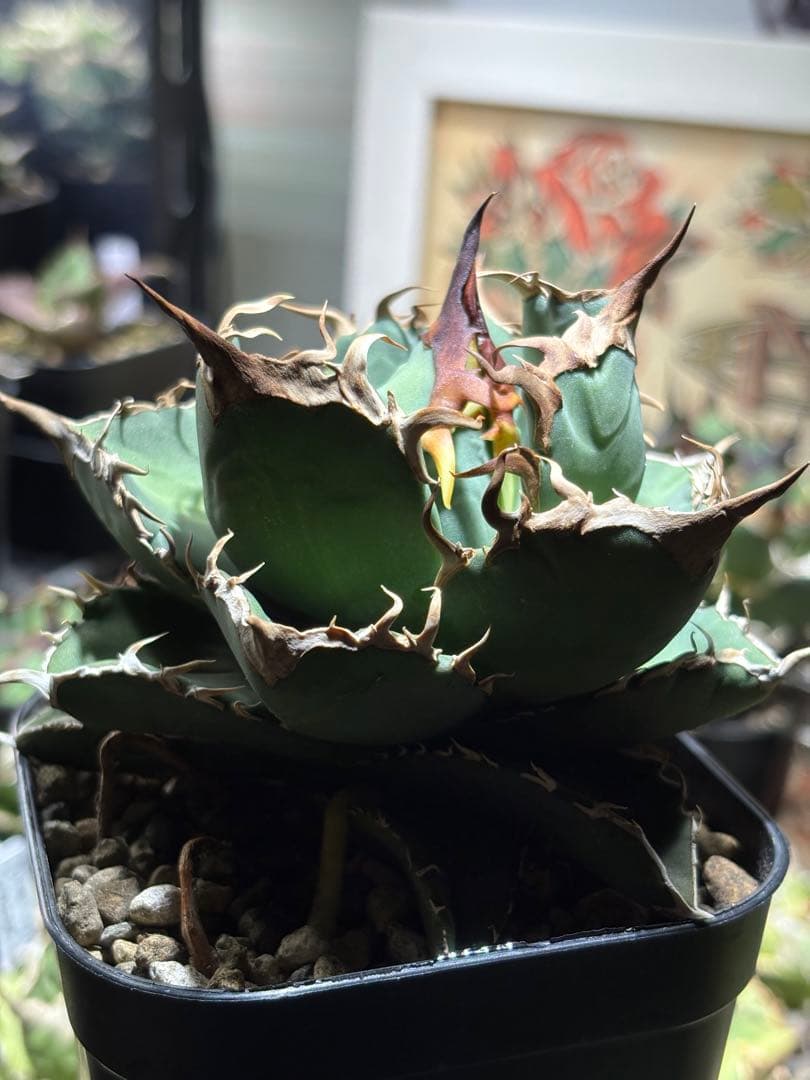 アガベチタノタ　タガベ　オリジナル　中株　狼牙