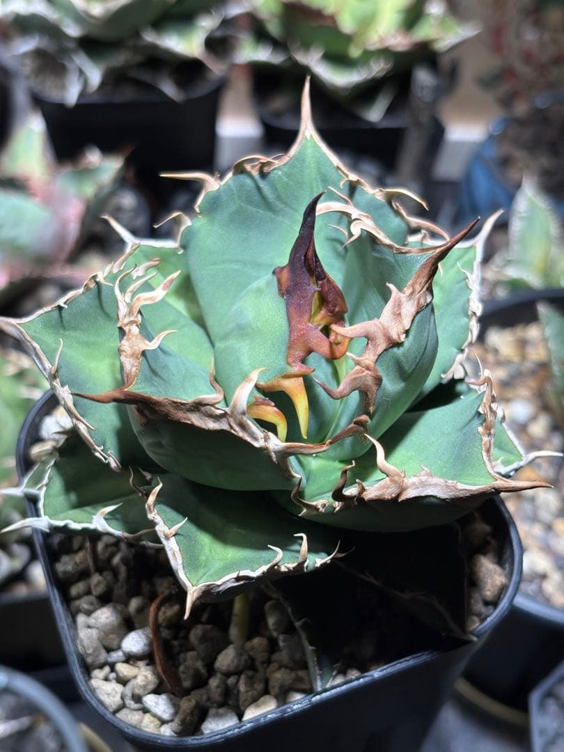 アガベチタノタ　タガベ　オリジナル　中株　狼牙