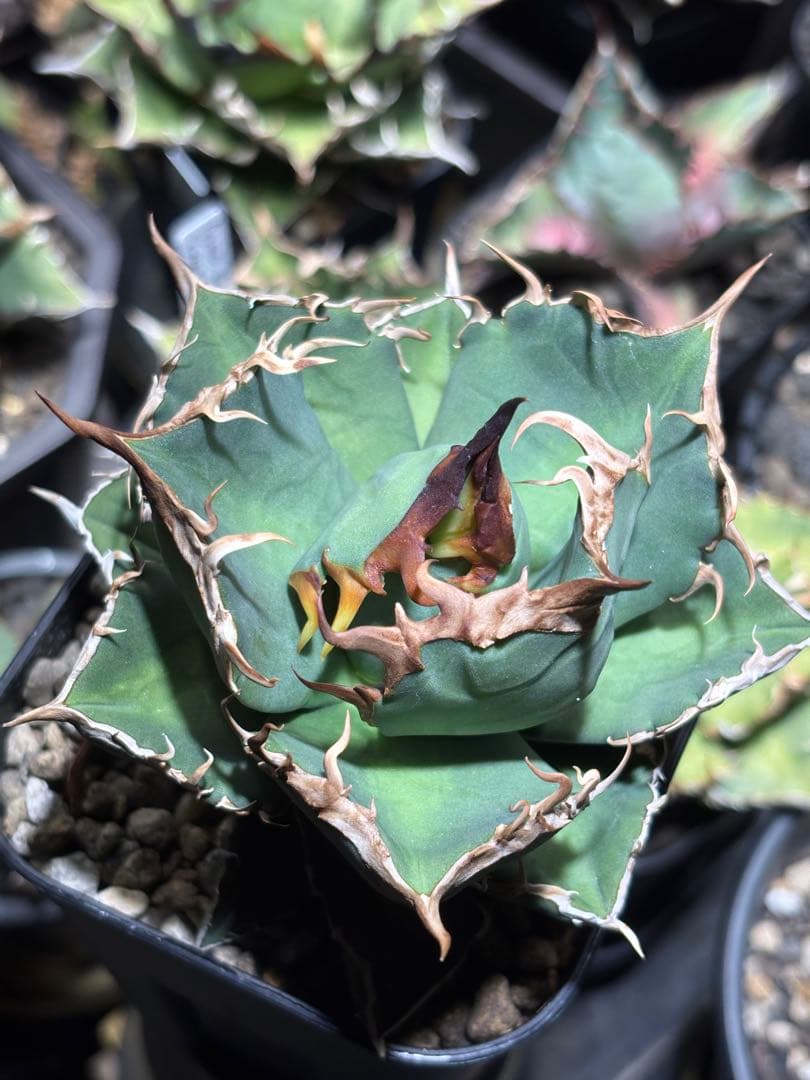 アガベチタノタ　タガベ　オリジナル　中株　狼牙