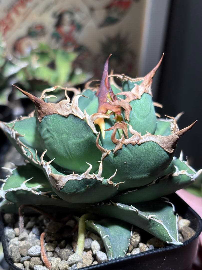 アガベチタノタ　タガベ　オリジナル　中株　狼牙