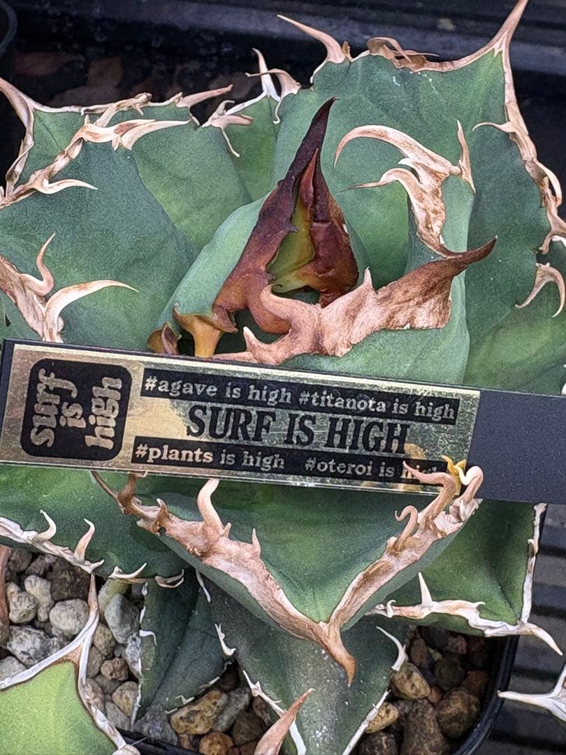 アガベチタノタ　タガベ　オリジナル　中株　狼牙