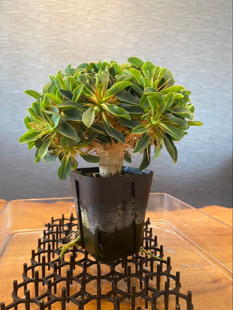 ギラウミニアナユーフォルビア②