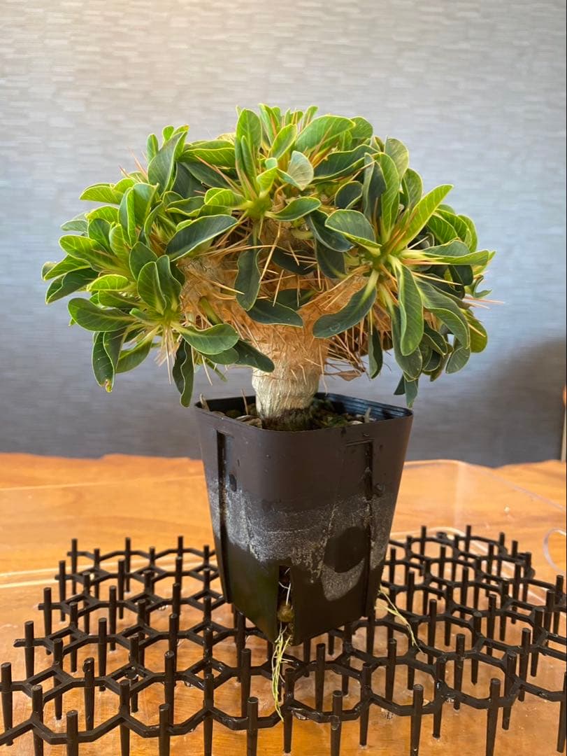 ギラウミニアナユーフォルビア②