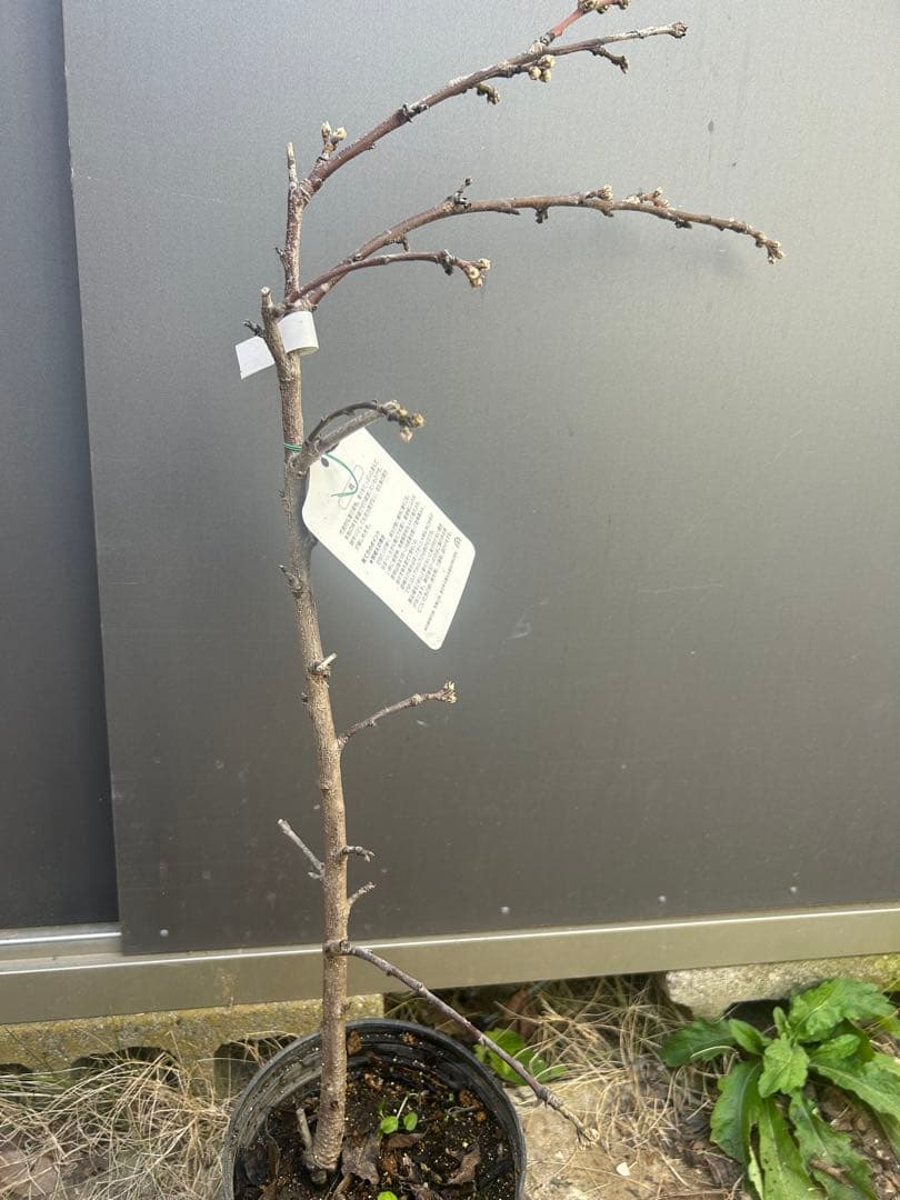 桃の苗木（照手水蜜桃）花蕾が付き3/16（1点物）大苗
