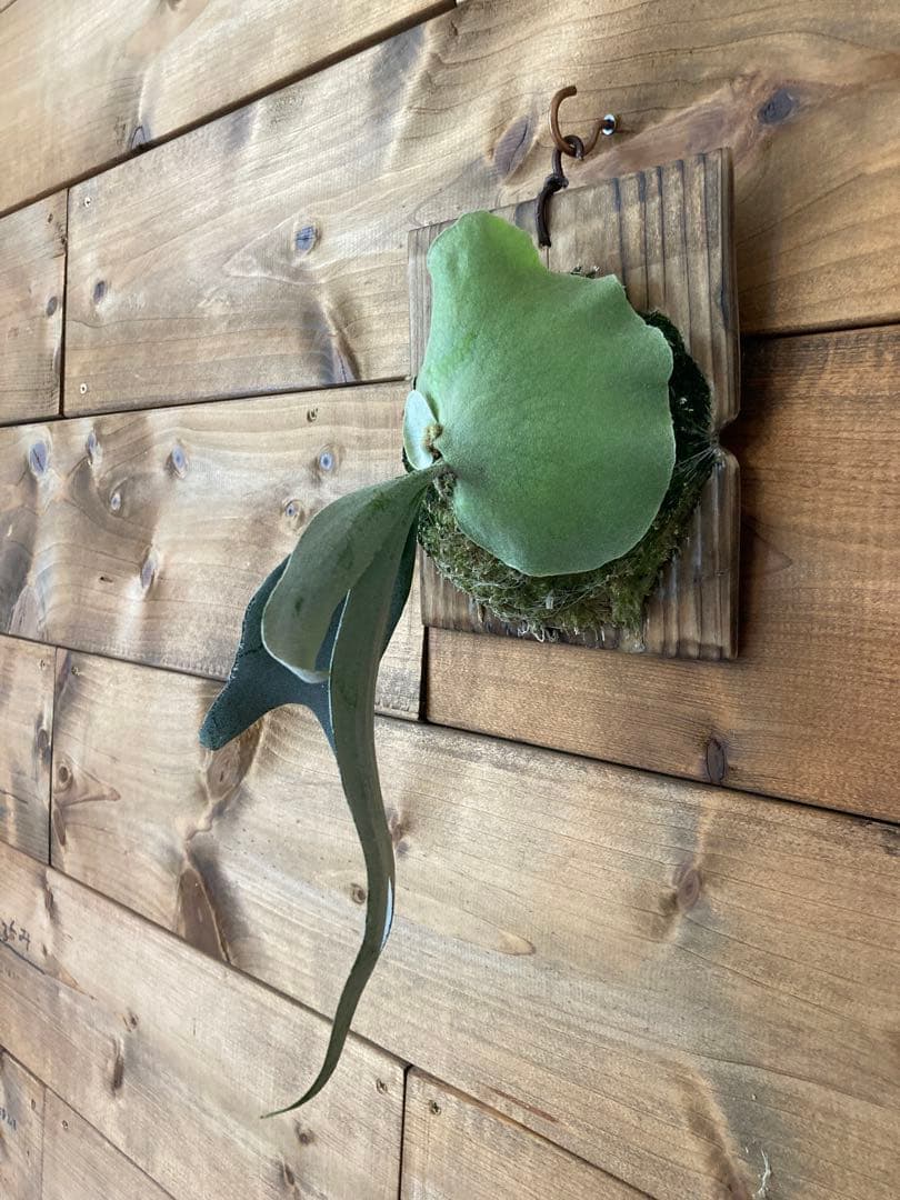 ビカクシダ ウィリンキー \"月光爪哇\" スポア