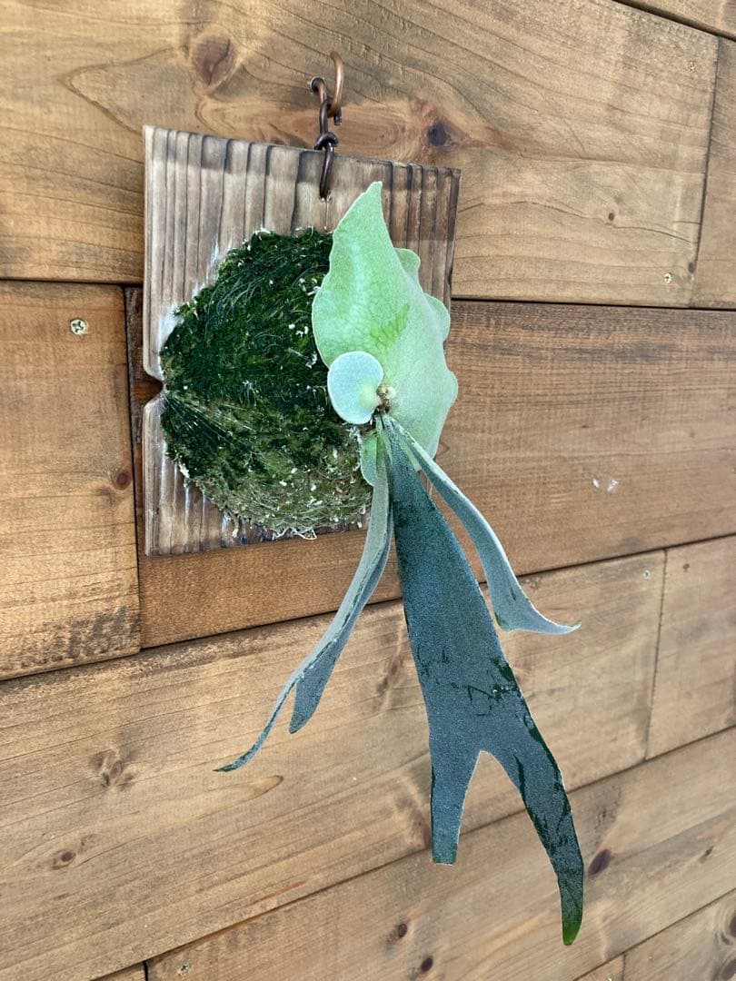 ビカクシダ ウィリンキー \"月光爪哇\" スポア