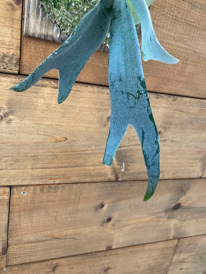 ビカクシダ ウィリンキー \"月光爪哇\" スポア