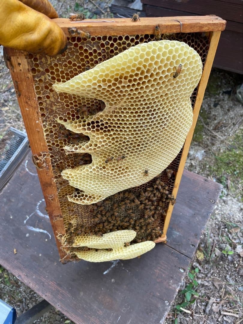 国産天然蜜蝋　ミツロウ　2KG 扱いやすいビーズ型