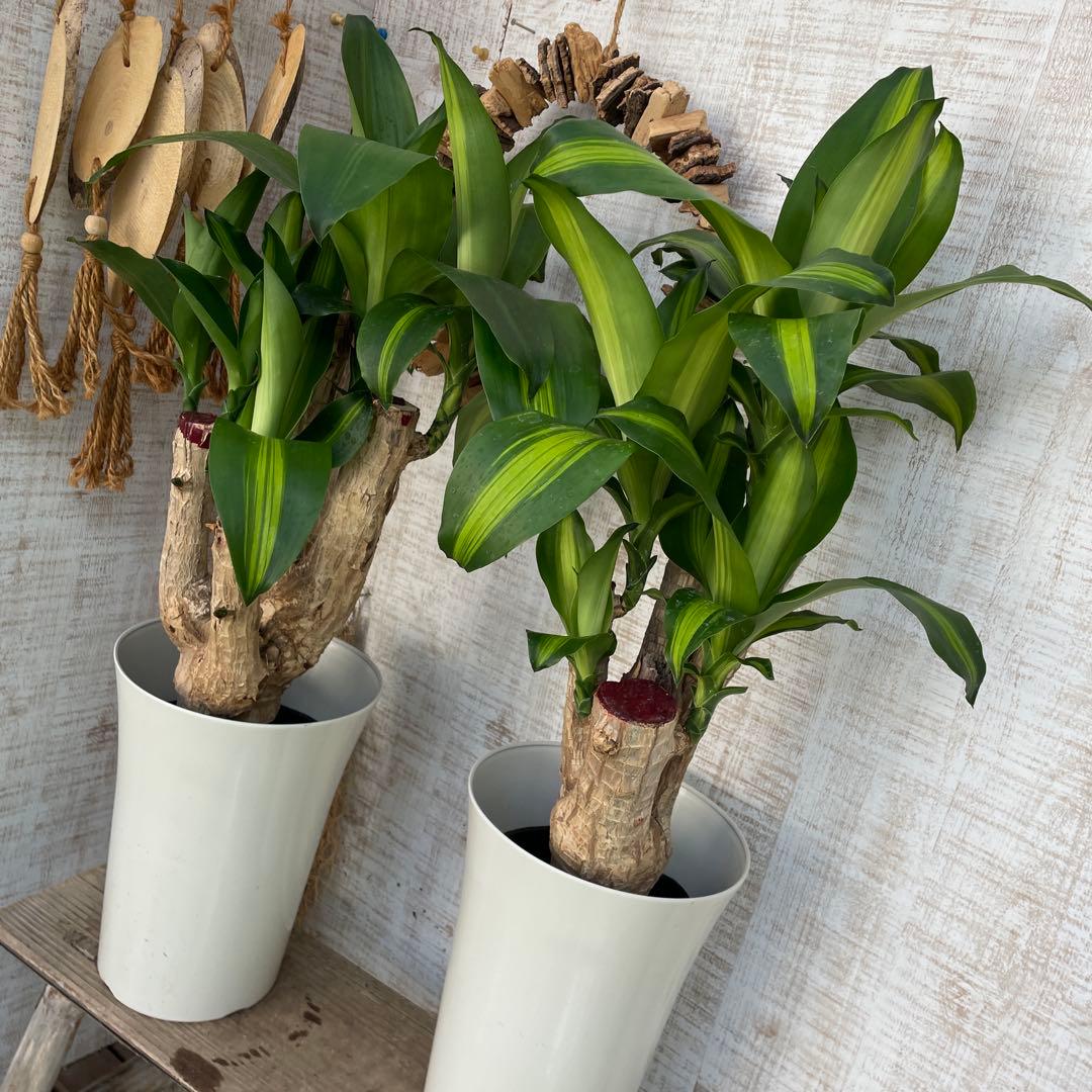 週末特価！2鉢価格！幸福の木　ドラセナ　マッサンゲアナ　苗　苗木　観葉植物　7号