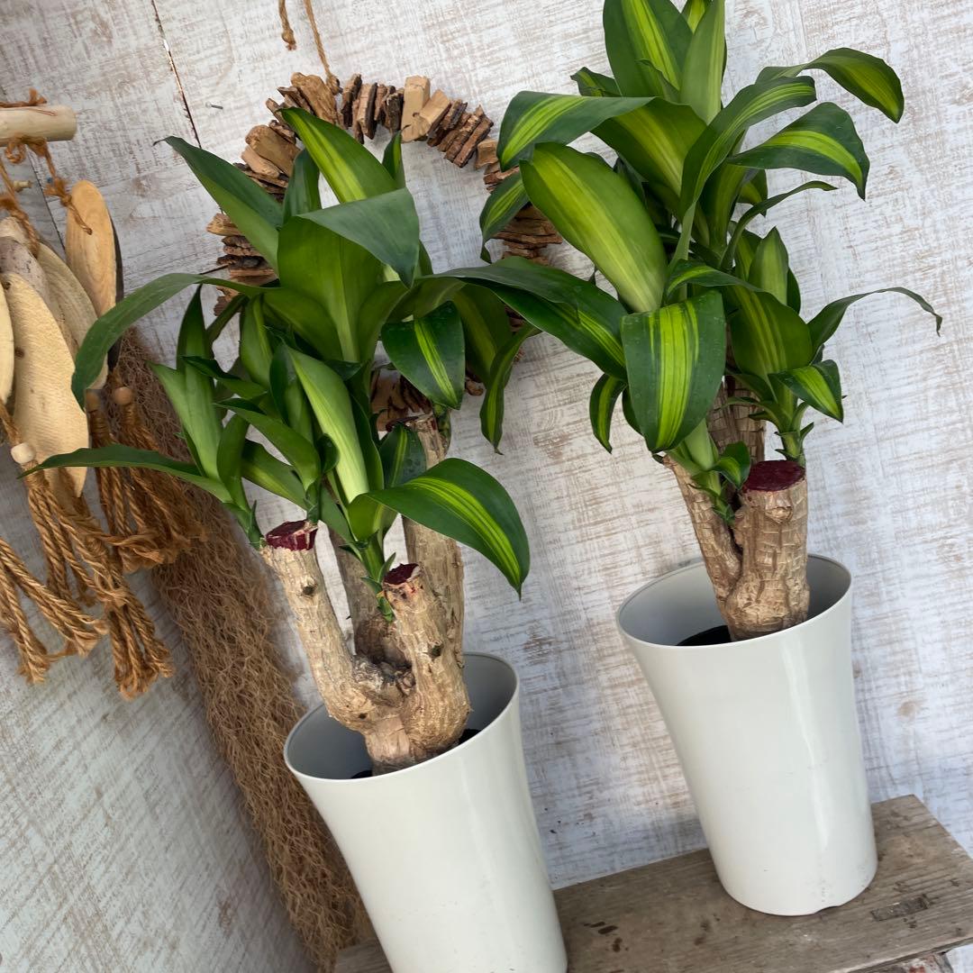 週末特価！2鉢価格！幸福の木　ドラセナ　マッサンゲアナ　苗　苗木　観葉植物　7号