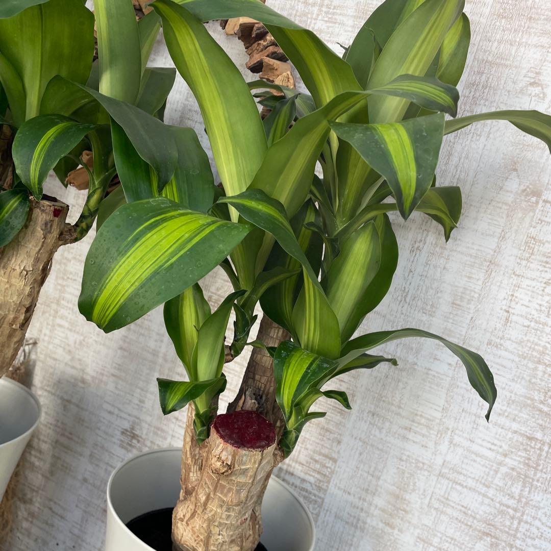 週末特価！2鉢価格！幸福の木　ドラセナ　マッサンゲアナ　苗　苗木　観葉植物　7号