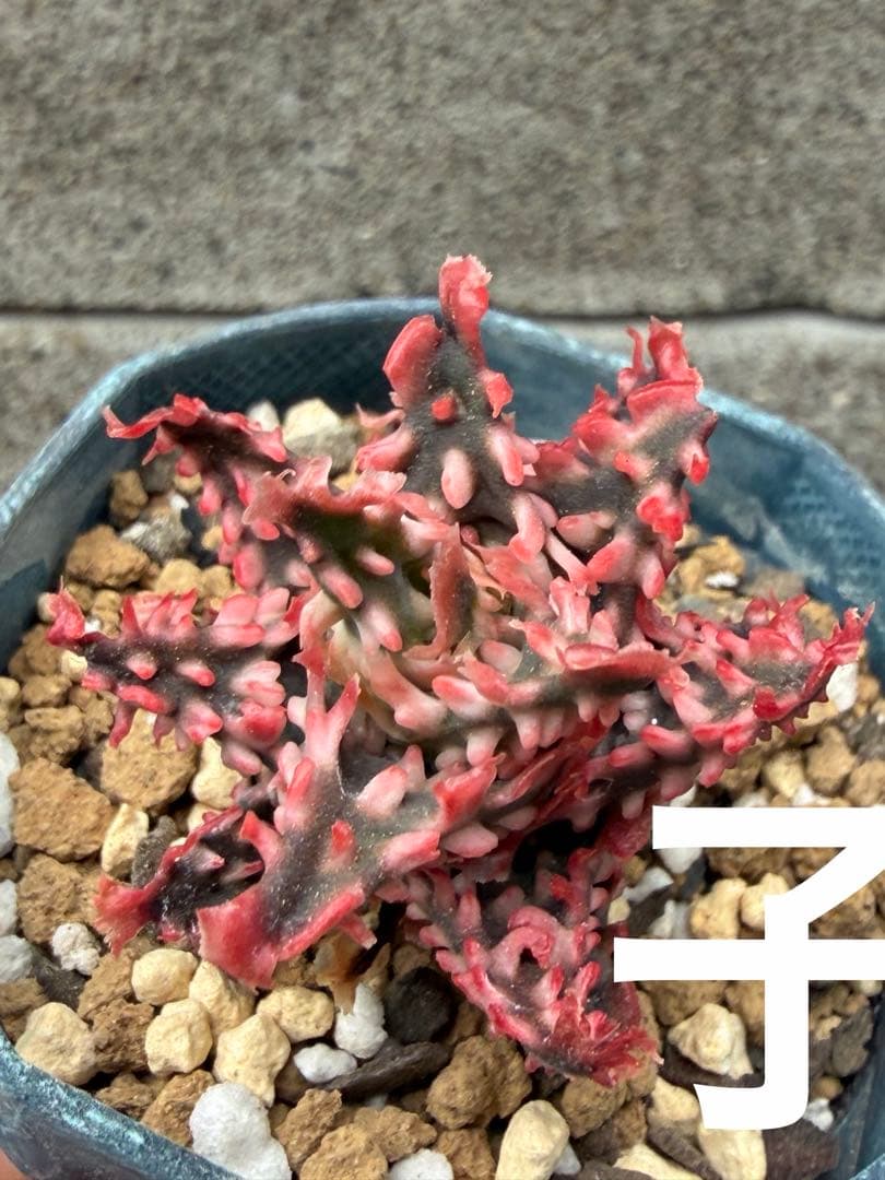 アロエ　ハイブリッド　Aloe hybrid 子株　第四種　Ma−4