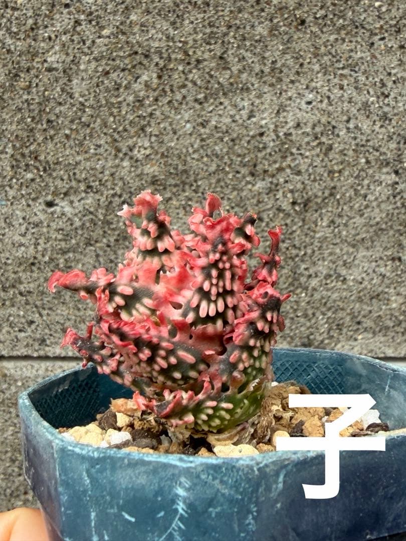 アロエ　ハイブリッド　Aloe hybrid 子株　第四種　Ma−4