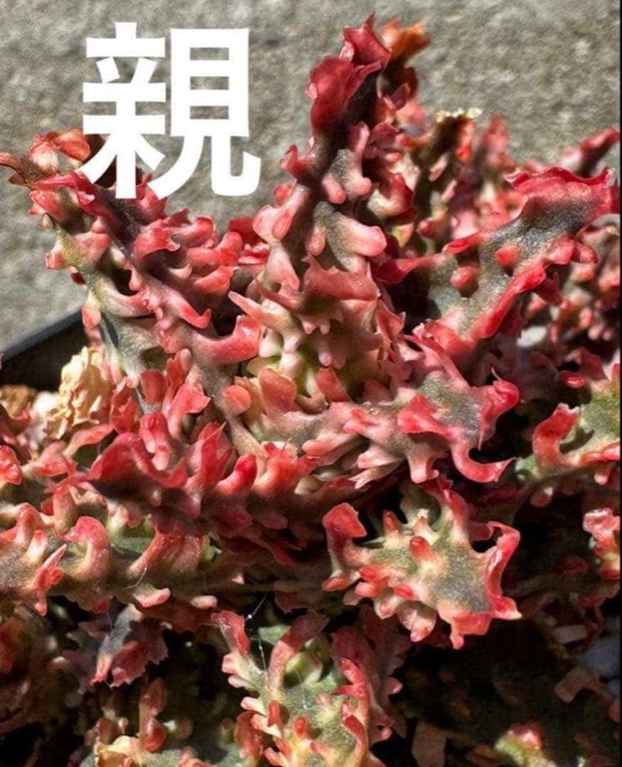 アロエ　ハイブリッド　Aloe hybrid 子株　第四種　Ma−4