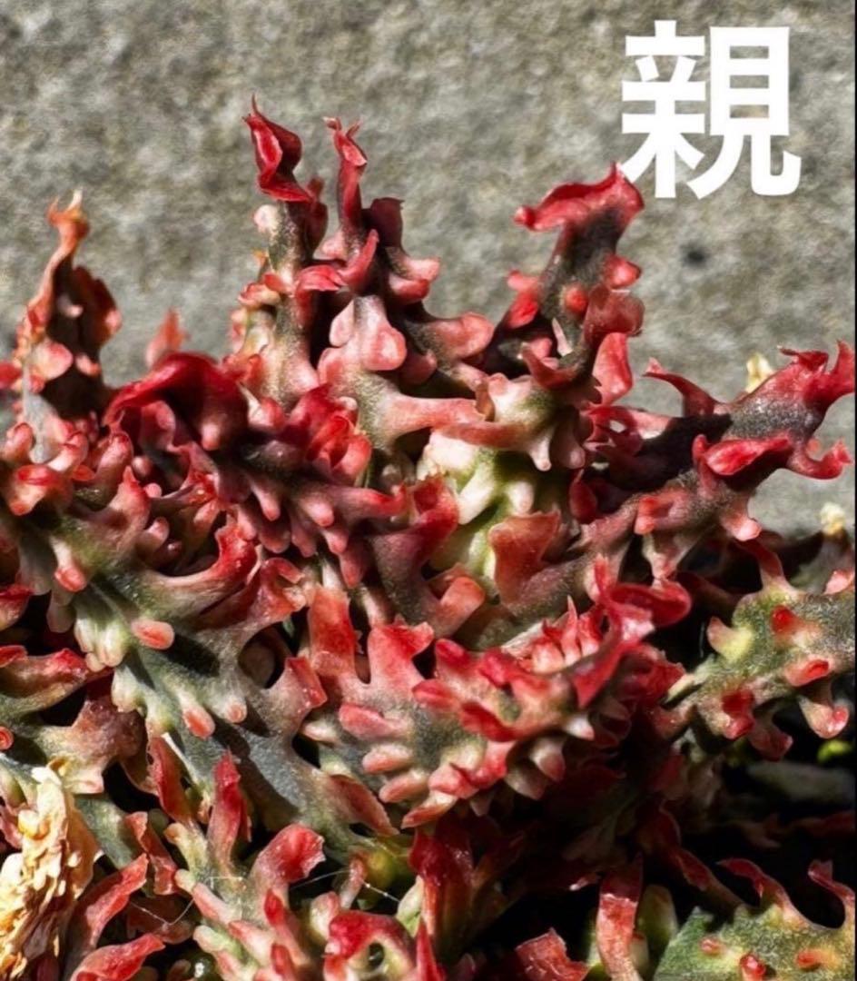 アロエ　ハイブリッド　Aloe hybrid 子株　第四種　Ma−4