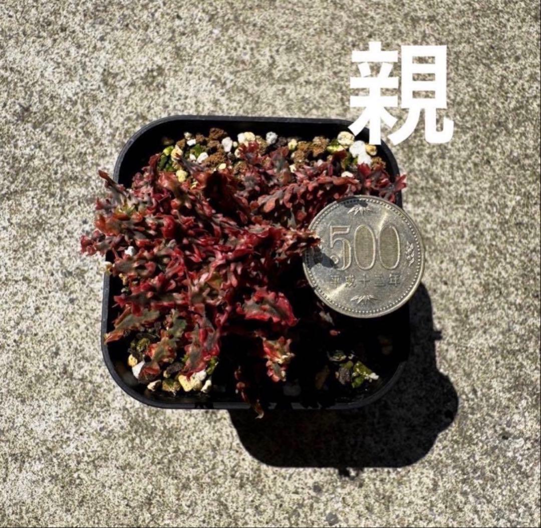 アロエ　ハイブリッド　Aloe hybrid 子株　第四種　Ma−4