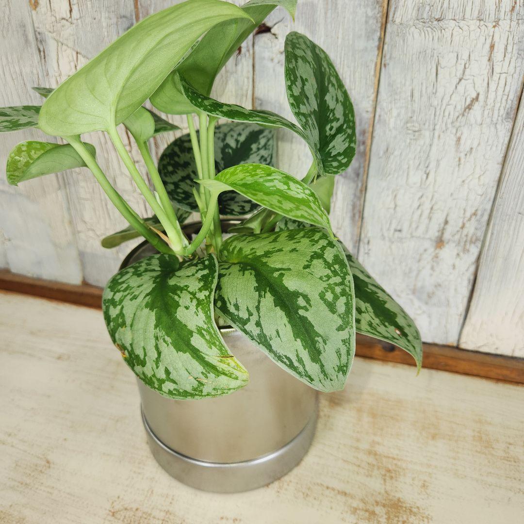 観葉植物　スキンダプサス トレビー