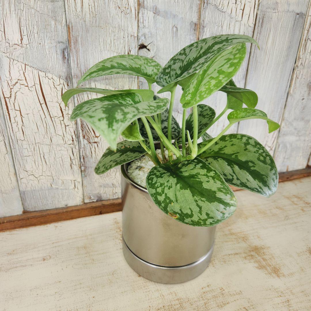観葉植物　スキンダプサス トレビー