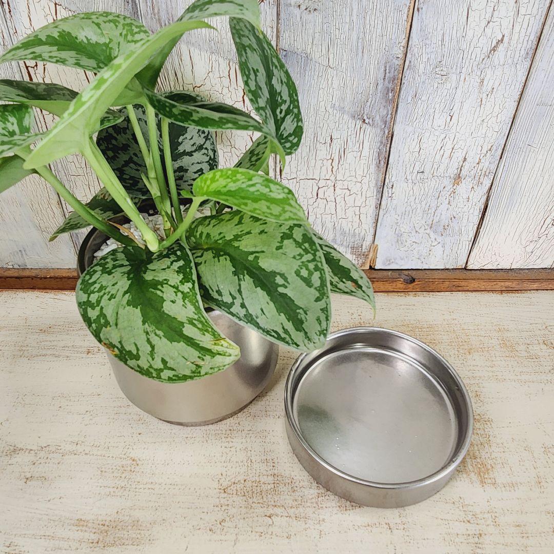 観葉植物　スキンダプサス トレビー