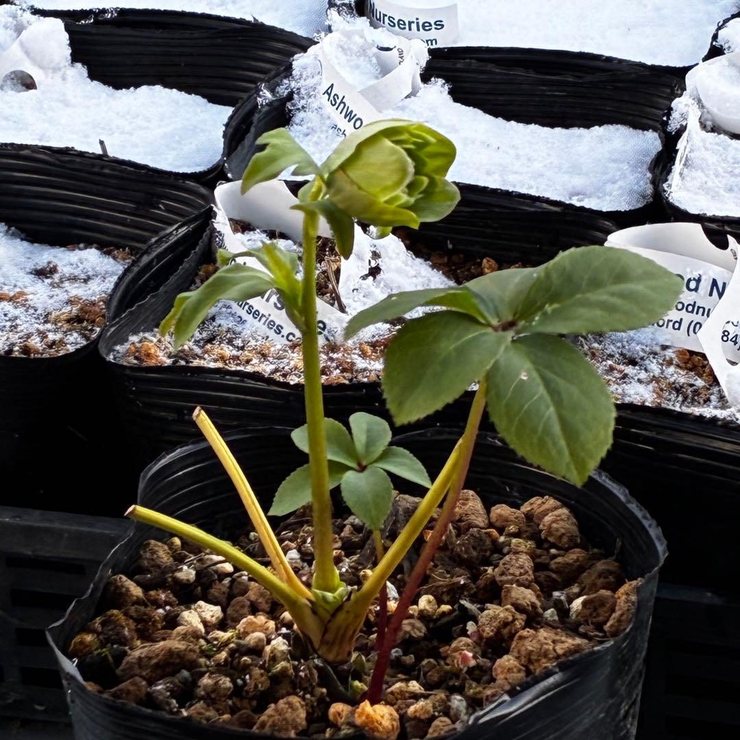 流*》様 3582☘️蕾花付き☘️⭐️一茶⭐️小輪⭐️多弁⭐️色抜けピコティー⭐