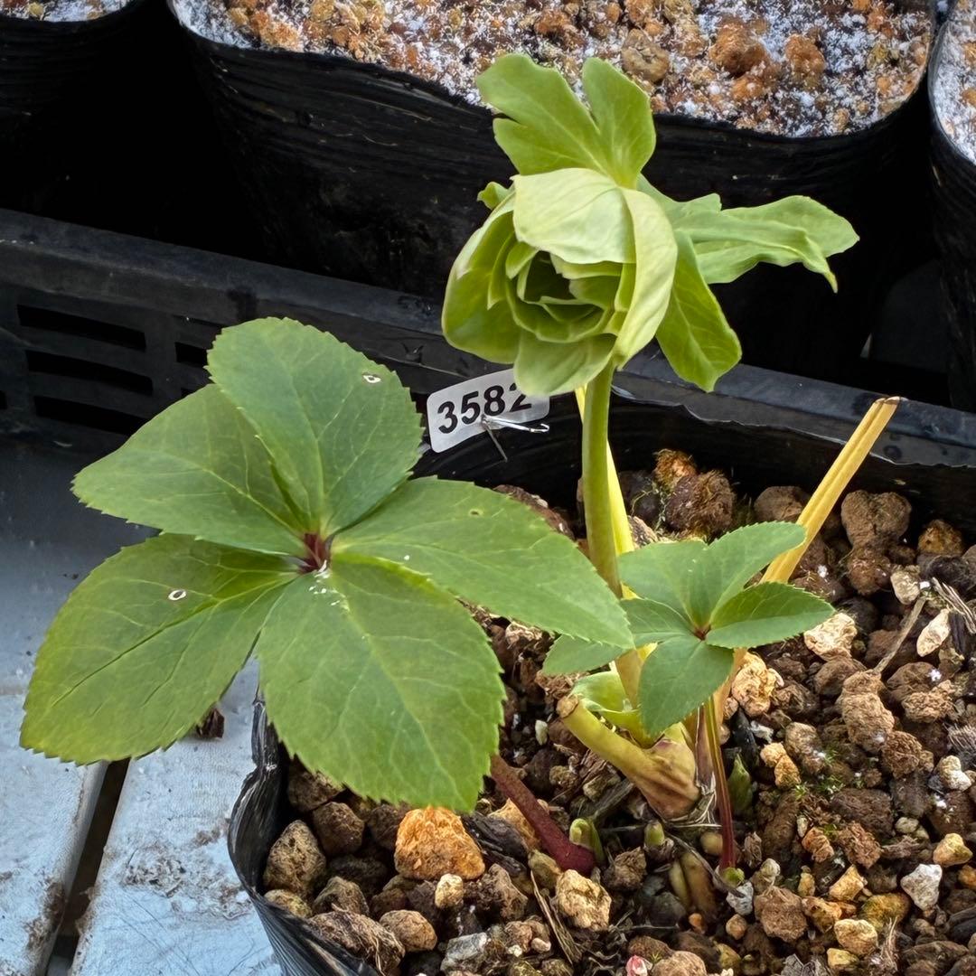 流*》様 3582☘️蕾花付き☘️⭐️一茶⭐️小輪⭐️多弁⭐️色抜けピコティー⭐