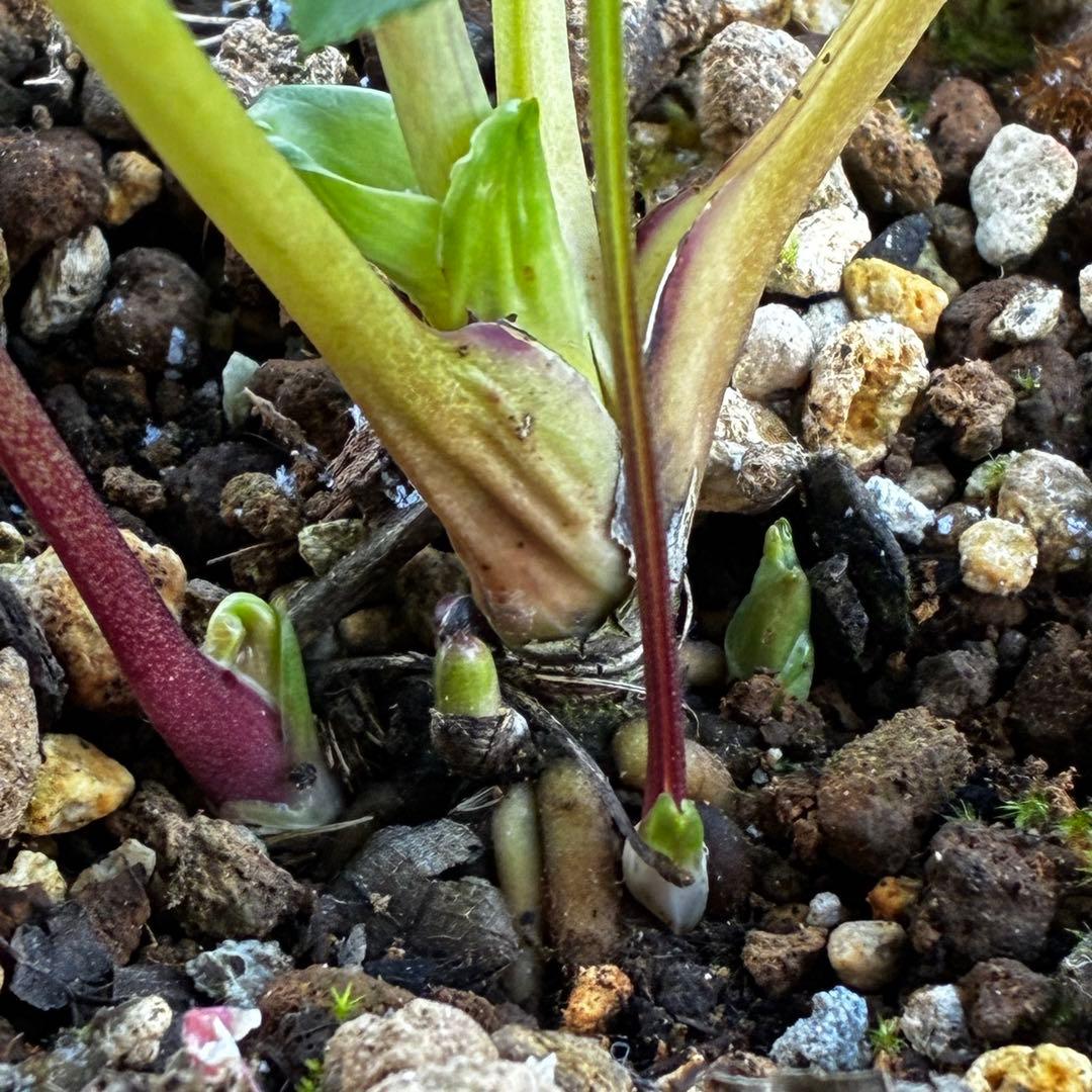 流*》様 3582☘️蕾花付き☘️⭐️一茶⭐️小輪⭐️多弁⭐️色抜けピコティー⭐