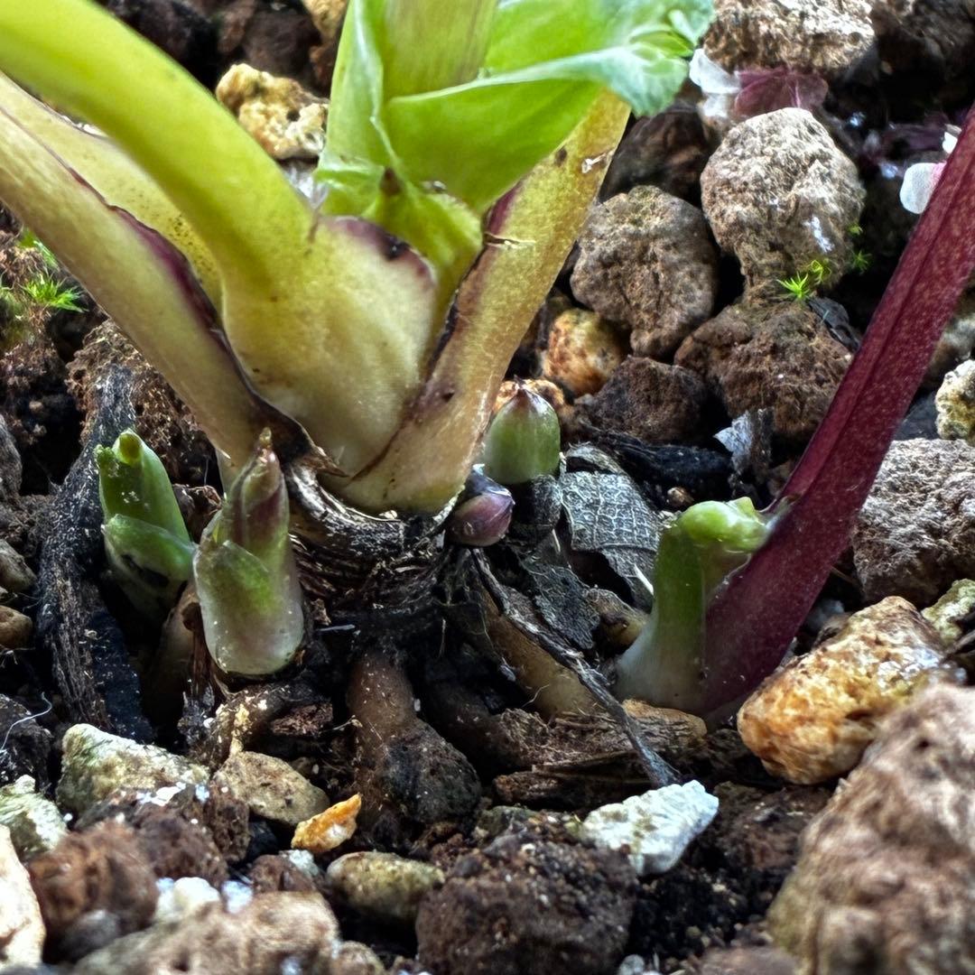 流*》様 3582☘️蕾花付き☘️⭐️一茶⭐️小輪⭐️多弁⭐️色抜けピコティー⭐