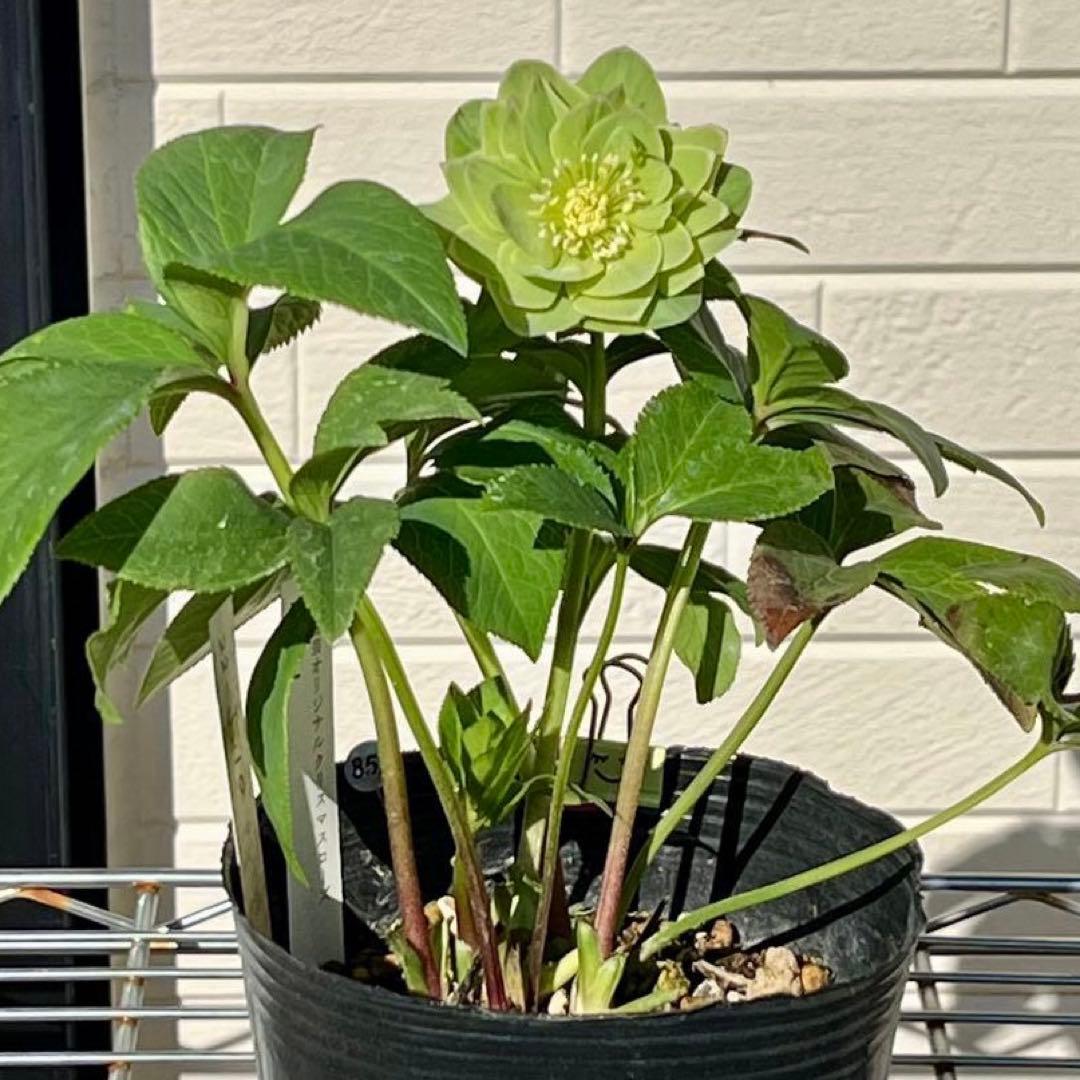 流*》様 3582☘️蕾花付き☘️⭐️一茶⭐️小輪⭐️多弁⭐️色抜けピコティー⭐