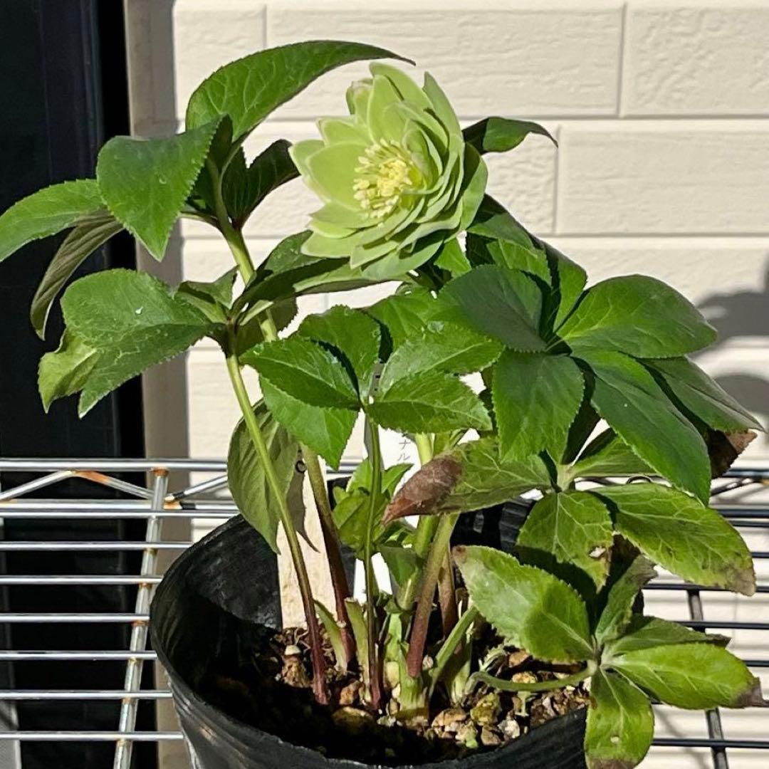 流*》様 3582☘️蕾花付き☘️⭐️一茶⭐️小輪⭐️多弁⭐️色抜けピコティー⭐