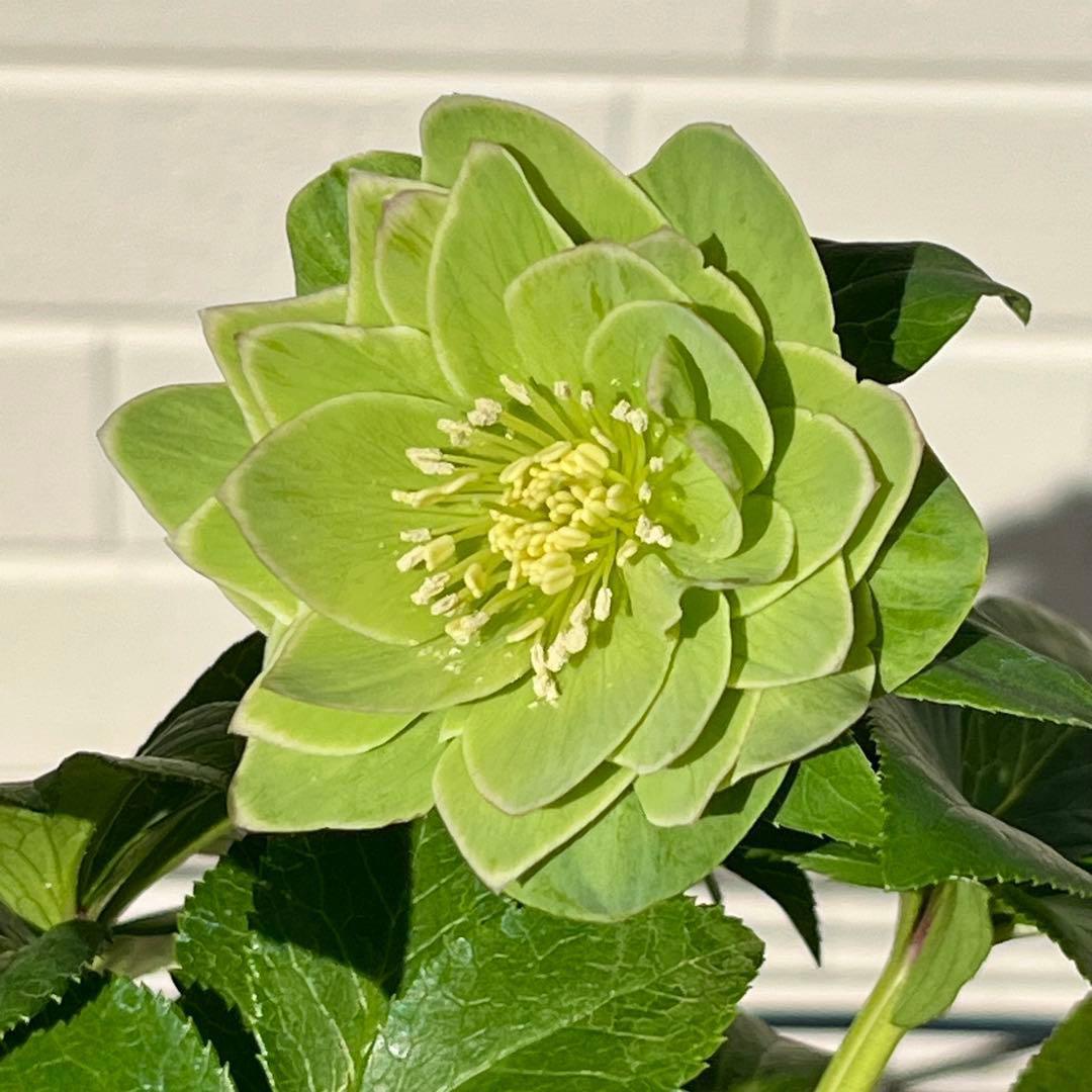 流*》様 3582☘️蕾花付き☘️⭐️一茶⭐️小輪⭐️多弁⭐️色抜けピコティー⭐