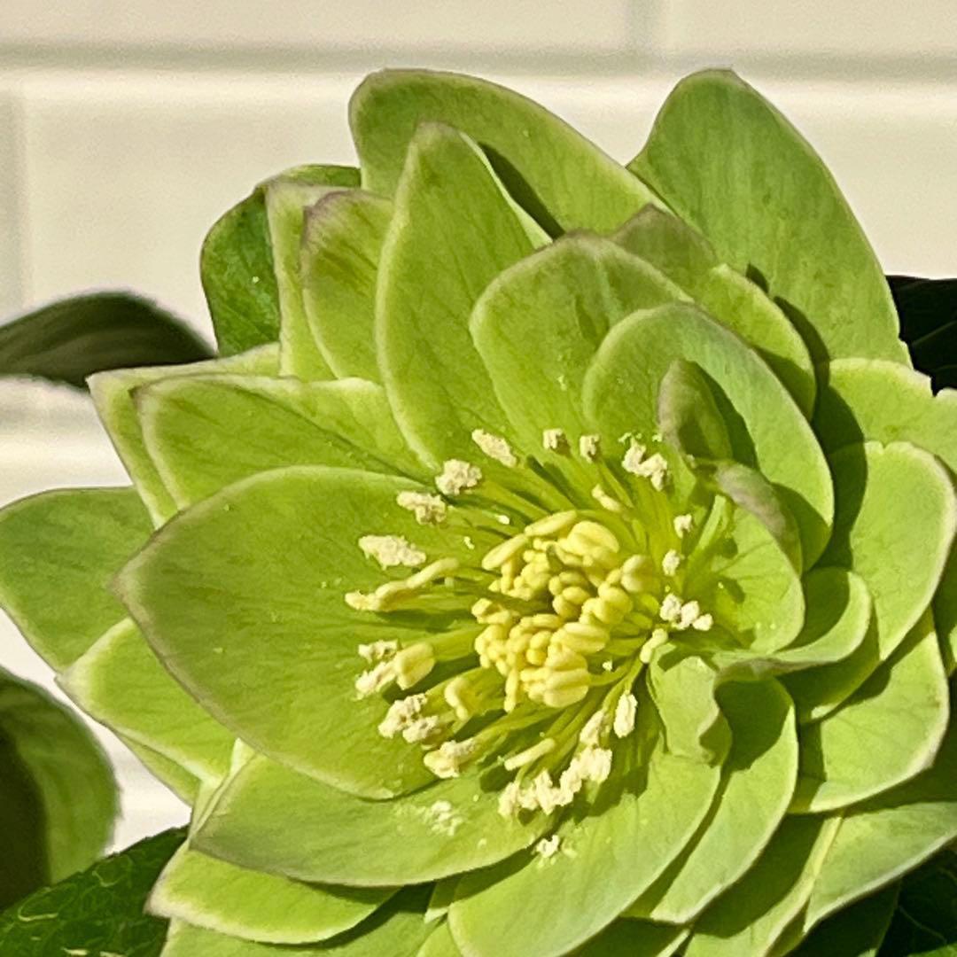 流*》様 3582☘️蕾花付き☘️⭐️一茶⭐️小輪⭐️多弁⭐️色抜けピコティー⭐