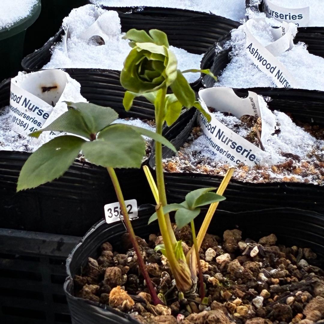 流*》様 3582☘️蕾花付き☘️⭐️一茶⭐️小輪⭐️多弁⭐️色抜けピコティー⭐