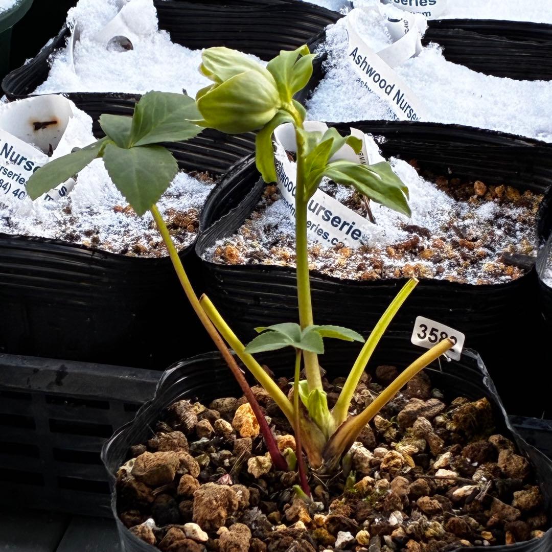 流*》様 3582☘️蕾花付き☘️⭐️一茶⭐️小輪⭐️多弁⭐️色抜けピコティー⭐