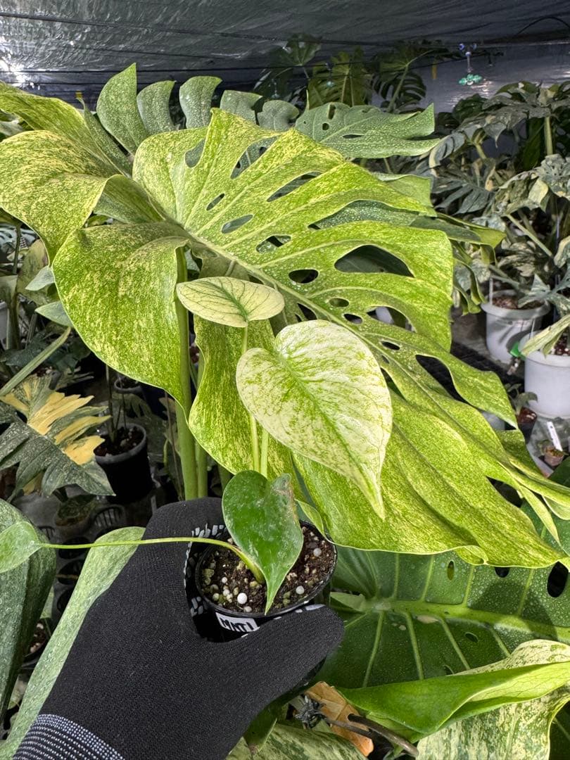 MNT1 モンステラ　デリシオーサ　ミント