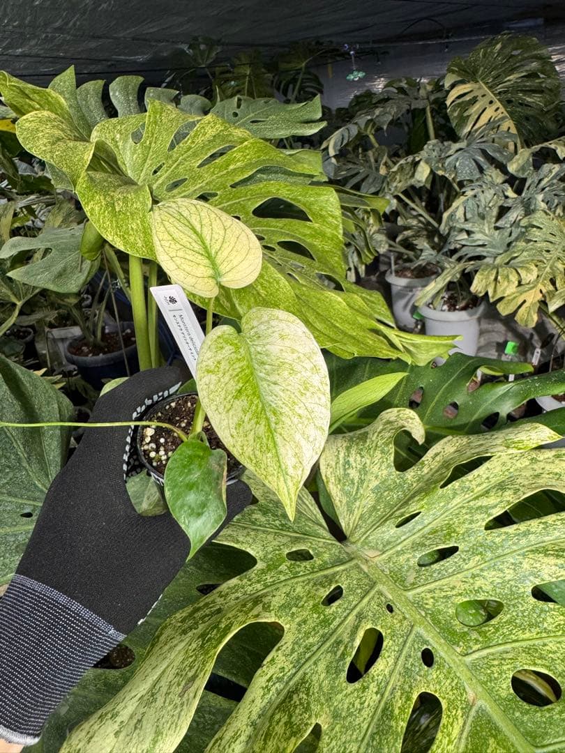 MNT1 モンステラ　デリシオーサ　ミント
