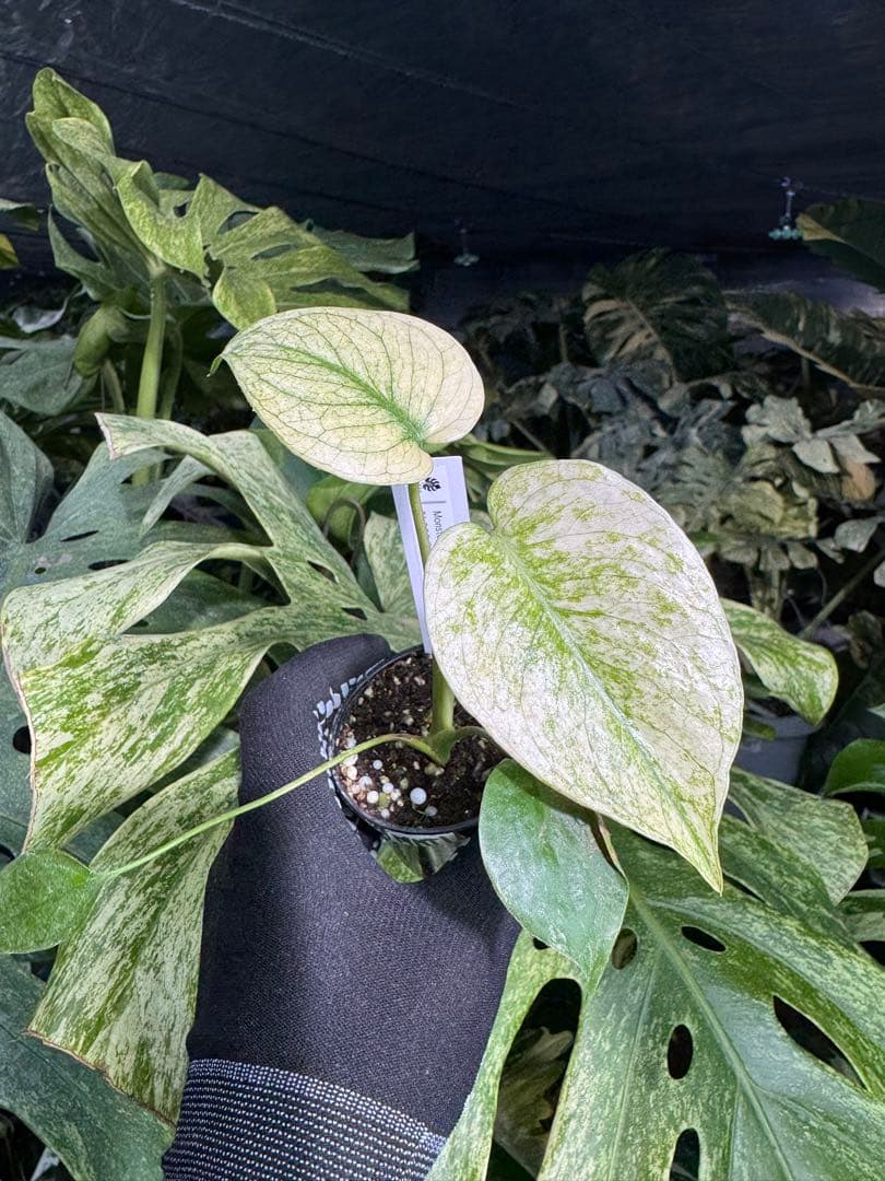 MNT1 モンステラ　デリシオーサ　ミント