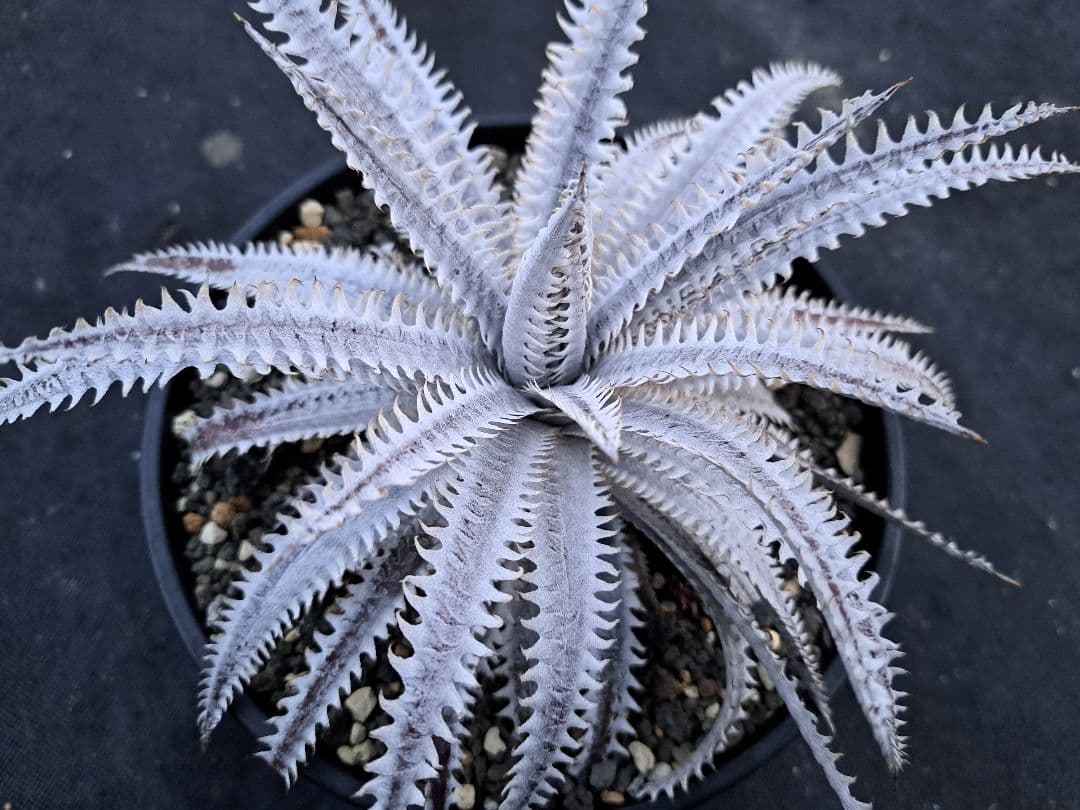 Dyckia Muskellunge x Imperial Crown ディッキ