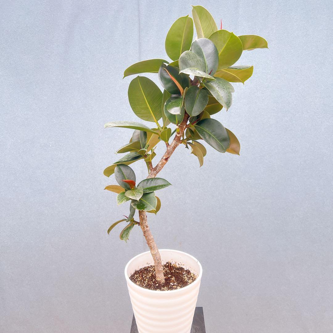 現品　フィカス　ゴムの木　ソフィア　4番　フィカスソフィア　観葉植物　インテリア