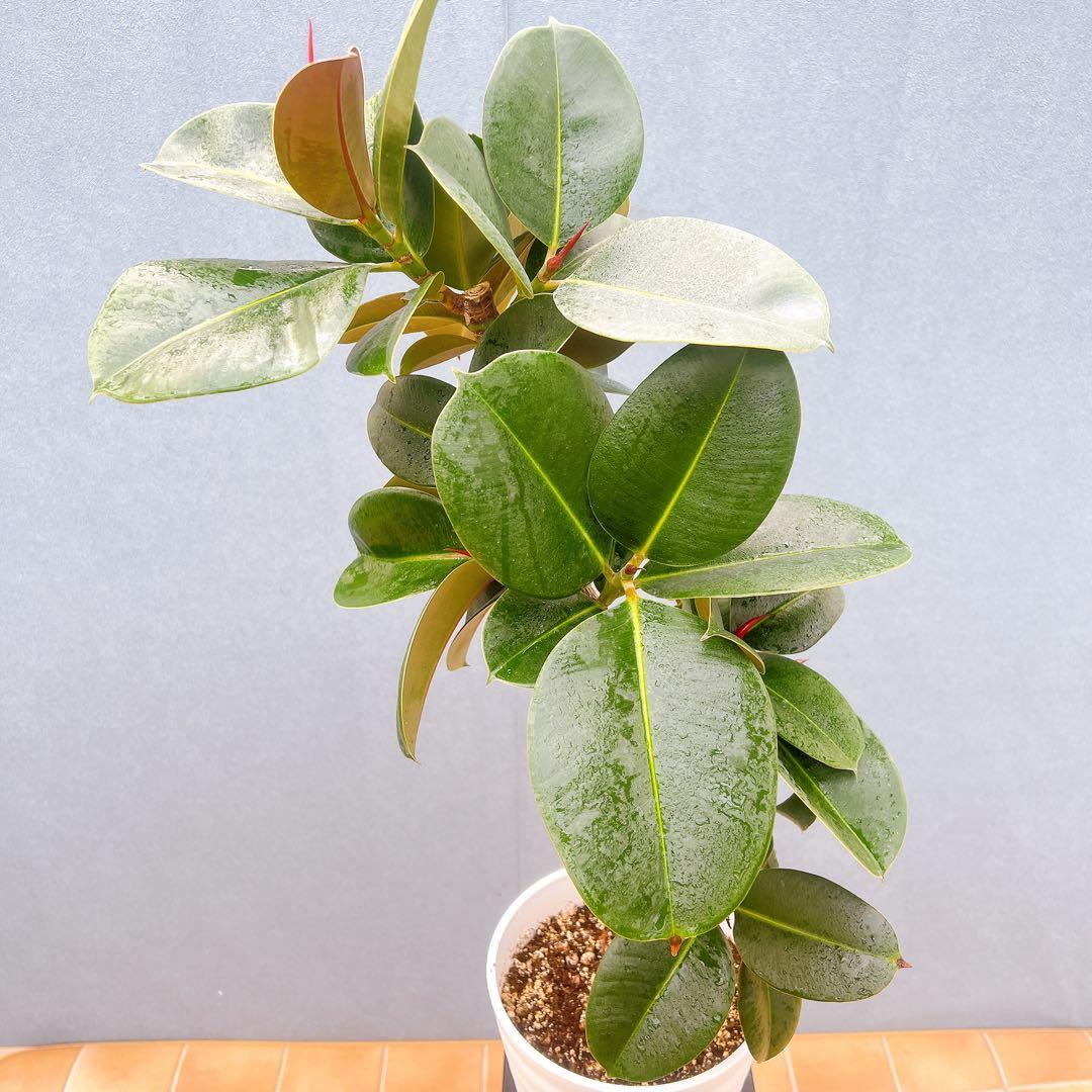 現品　フィカス　ゴムの木　ソフィア　4番　フィカスソフィア　観葉植物　インテリア