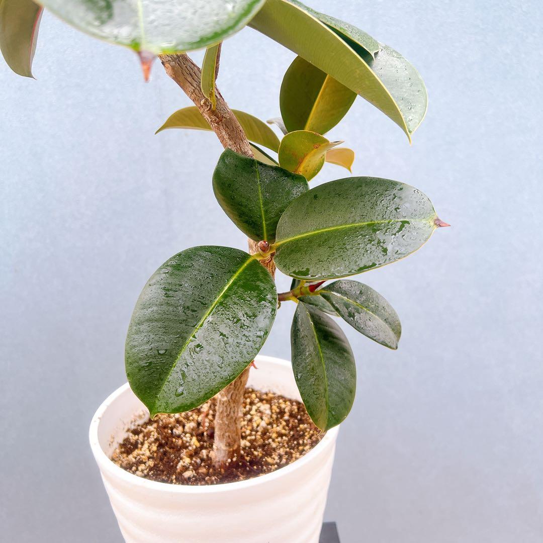 現品　フィカス　ゴムの木　ソフィア　4番　フィカスソフィア　観葉植物　インテリア